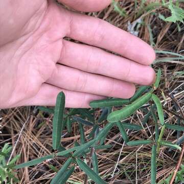 Image of Arizona ticktrefoil