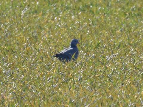 Image of Stock Dove