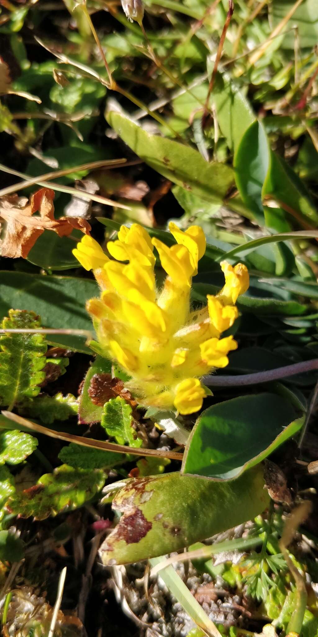 Plancia ëd Anthyllis vulneraria subsp. alpestris (Hegetschw.) Asch. & Graebn.