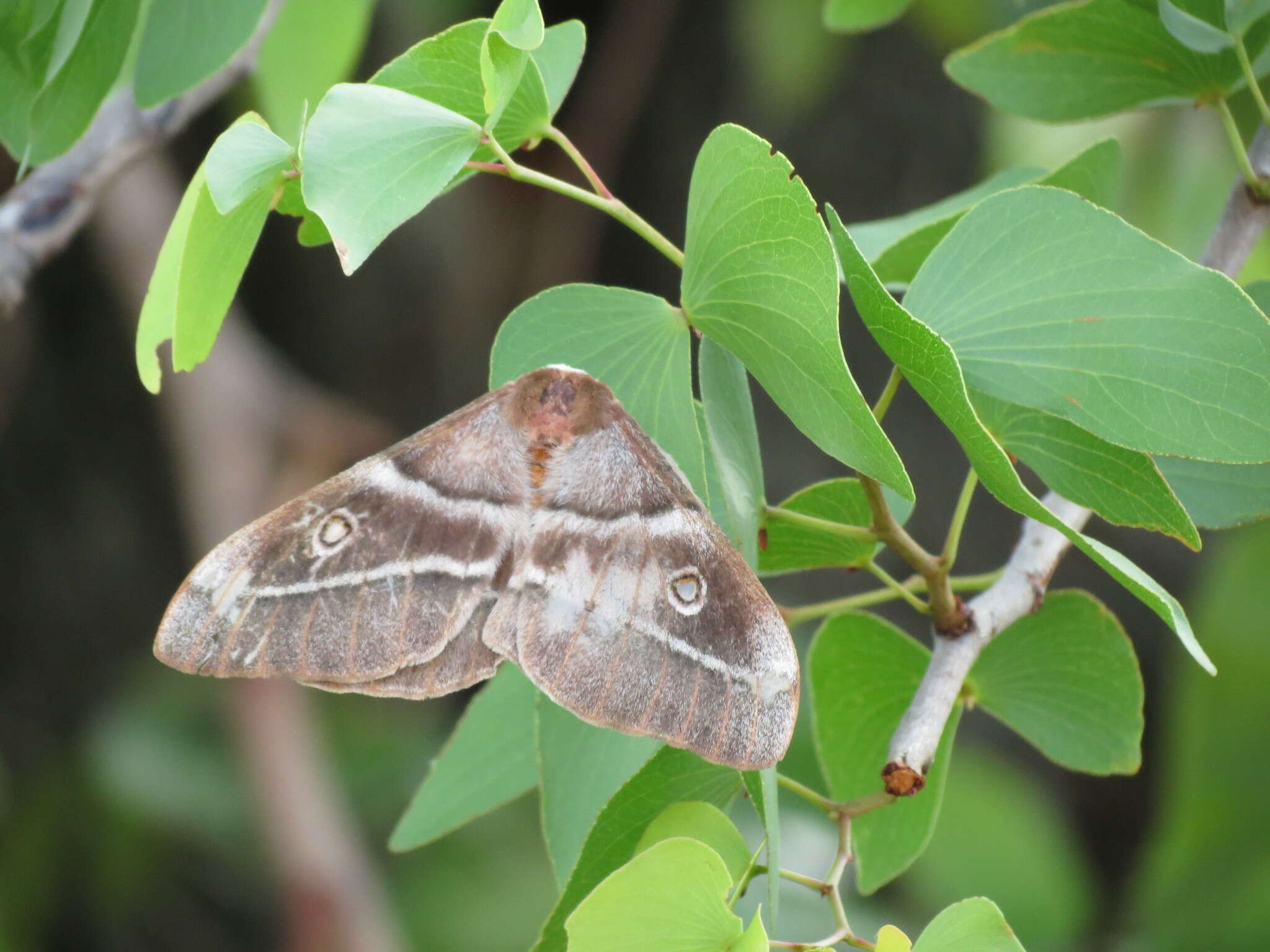 Image of Gonimbrasia belina Westwood 1849