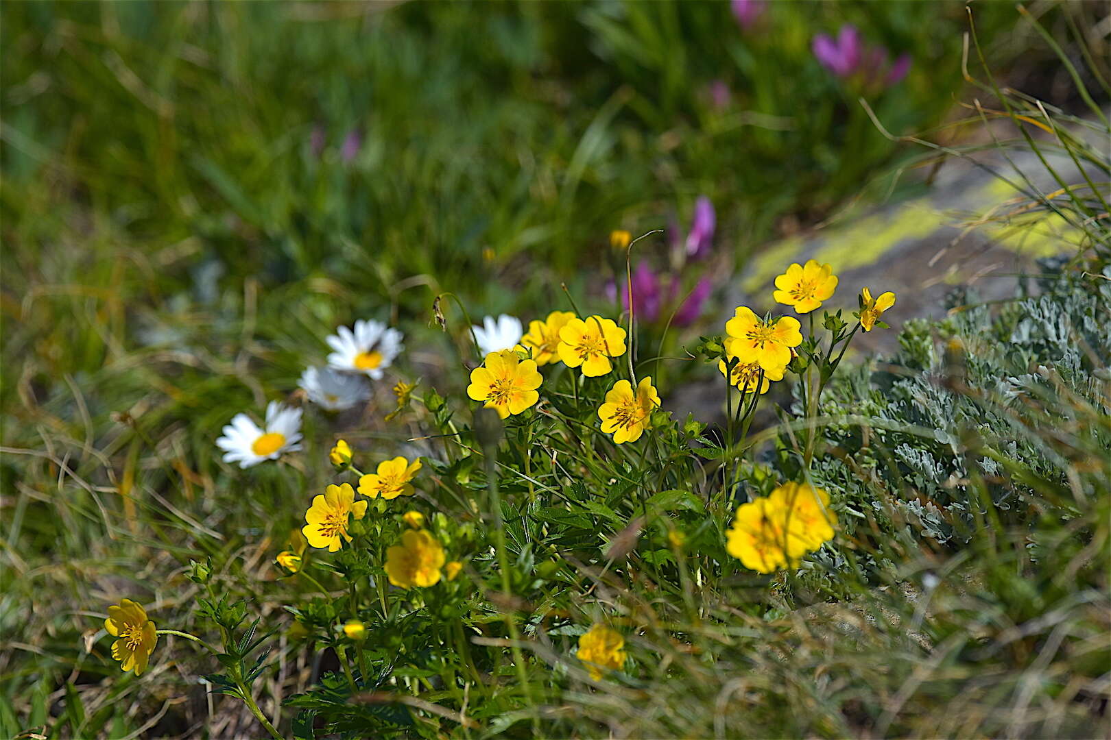 Image of Potentilla aurea L.