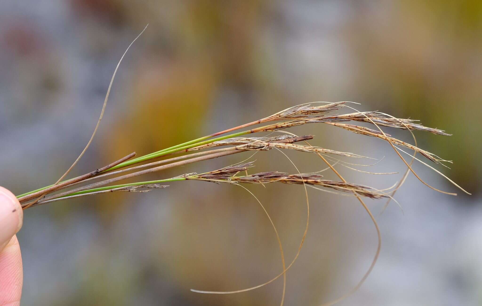 Imagem de Tetraria ligulata (Boeckeler) C. B. Clarke