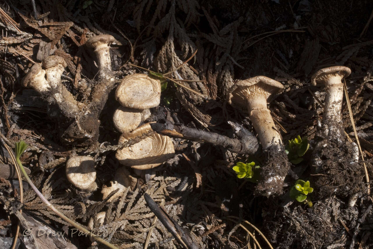 Image of Cleistocybe vernalis Ammirati, A. D. Parker & Matheny 2007