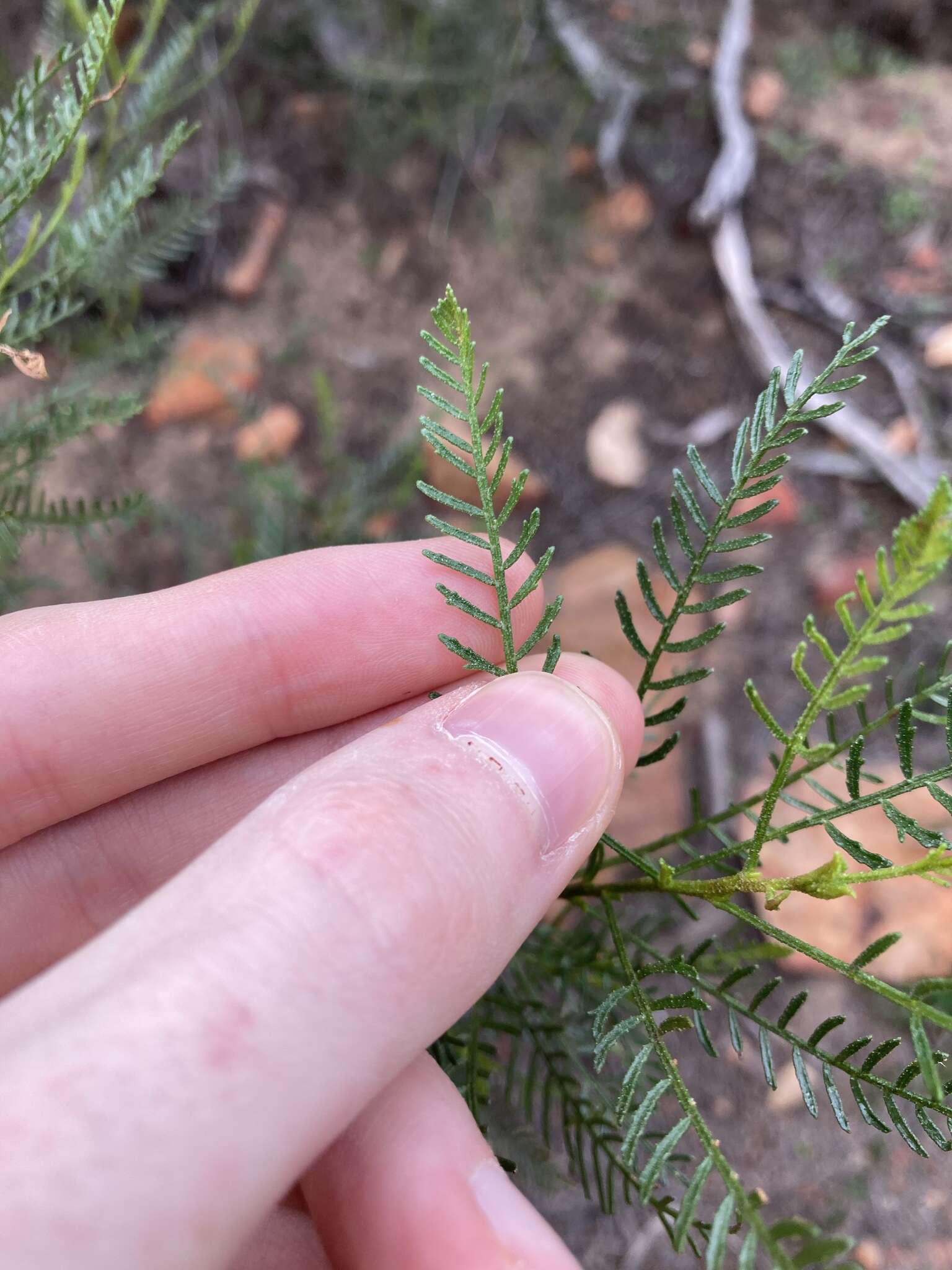 Image of Dodonaea inaequifolia Turcz.