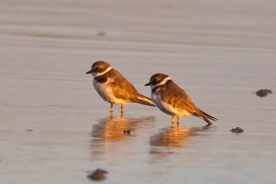 Image of Semipalmated Plover