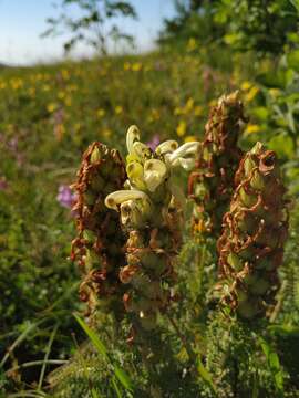 Image of Pedicularis sibthorpii Boiss.