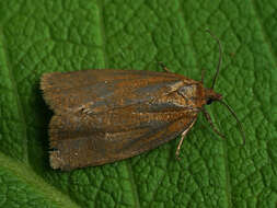 Image of <i>Aphelia viburnana</i>