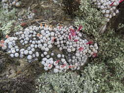 Image of Conophytum piluliforme (N. E. Br.) N. E. Br.