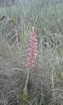 Image of Satyrium macrophyllum Lindl.