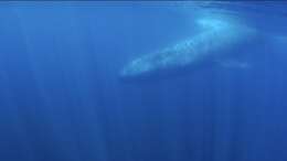 Image of pygmy blue whale