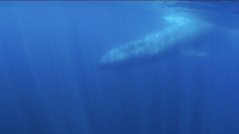 Image of pygmy blue whale