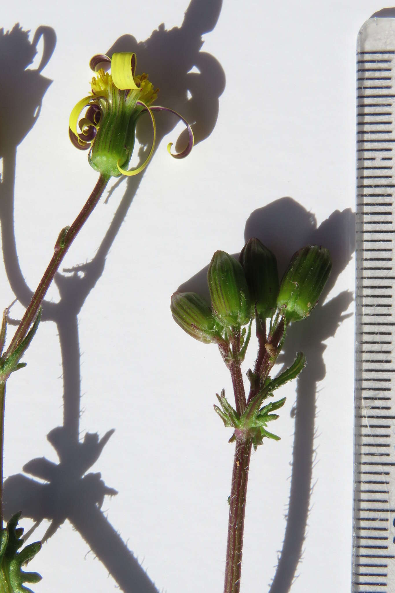 Image of Senecio paarlensis DC.