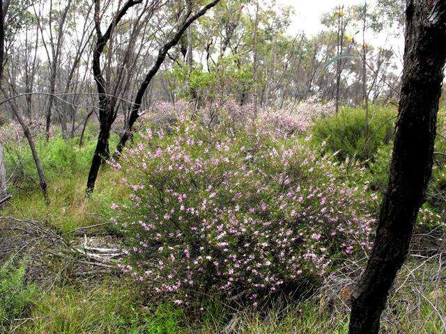 Image of Boronia splendida M. F. Duretto