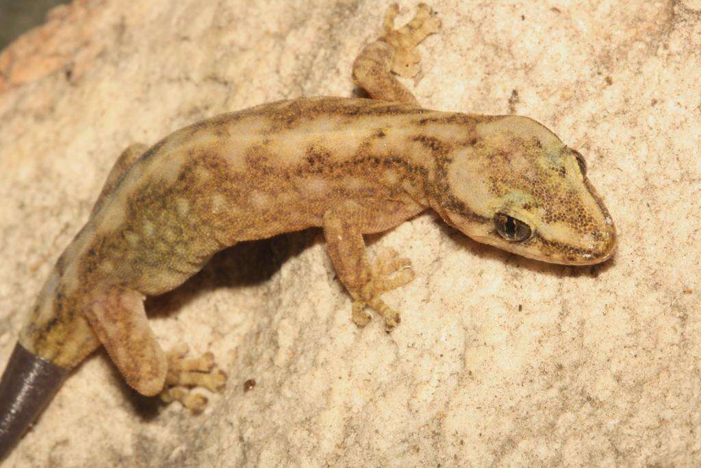 Слика од Afrogecko porphyreus (Daudin 1802)