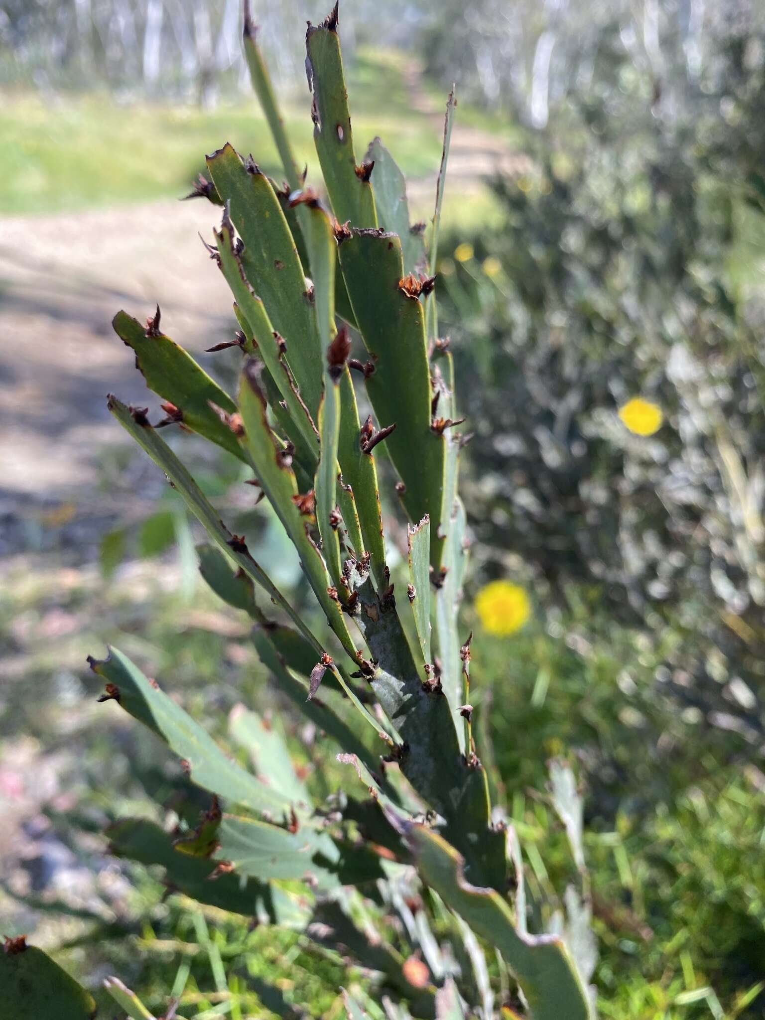 Sivun Bossiaea bracteosa Benth. kuva