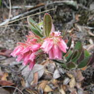 Imagem de Gaylussacia buxifolia Kunth