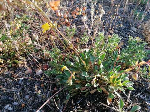 Image of Tuberaria globulariifolia (Lam.) Willk.