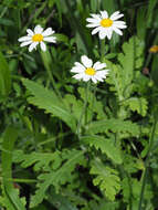 صورة Argyranthemum adauctum subsp. jacobiifolium