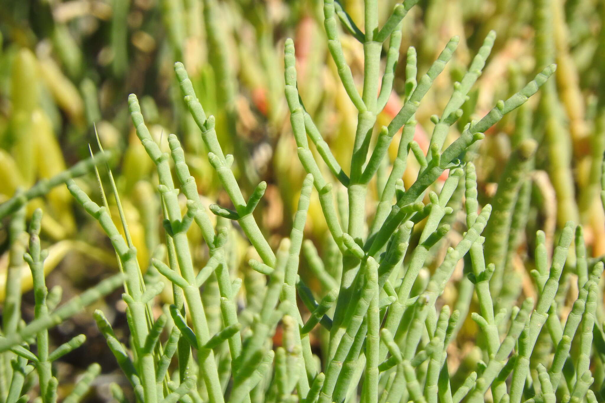 Image de Salicornia bigelovii Torrey