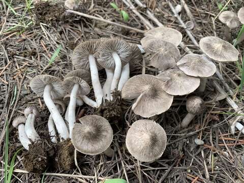 Image of Tricholoma moseri Singer 1989