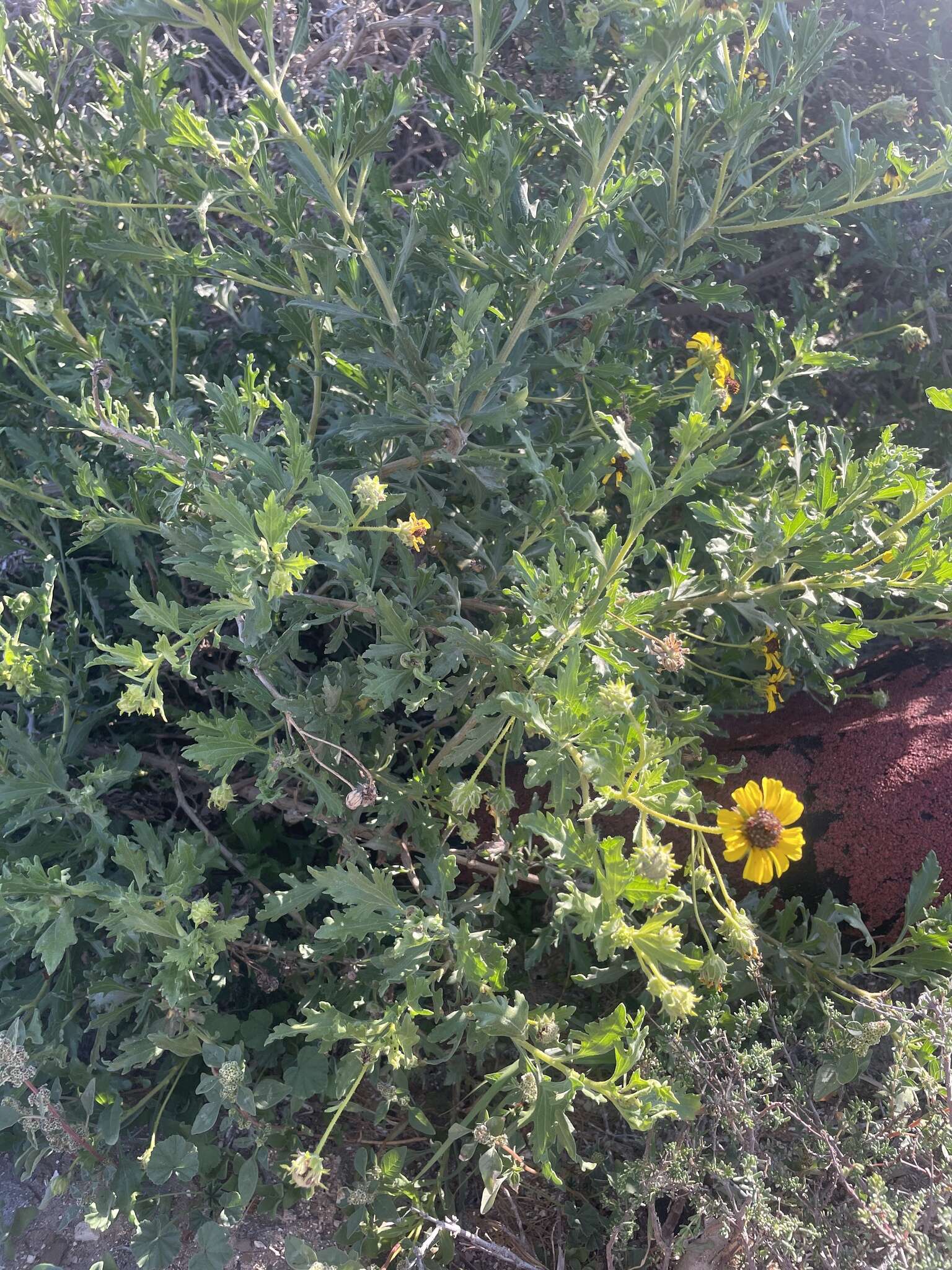 Image of Encelia laciniata Vasey & Rose