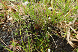 Image of Eriocaulon sonderianum Körn.