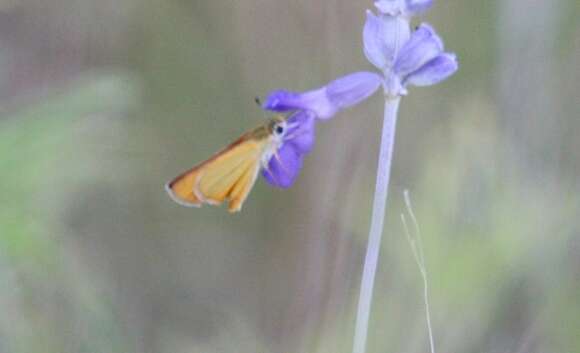 Image of Orange Skipperling