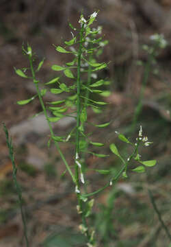 Image of Noccaea goesingensis (Halácsy) F. K. Mey.