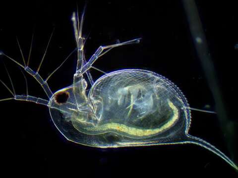 Image of long-tailed waterflea