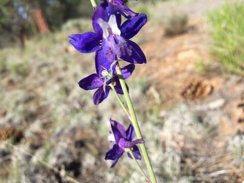 Image of twolobe larkspur