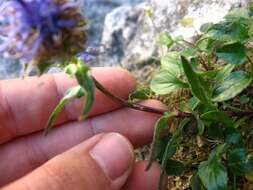 Image of Horned Rampion