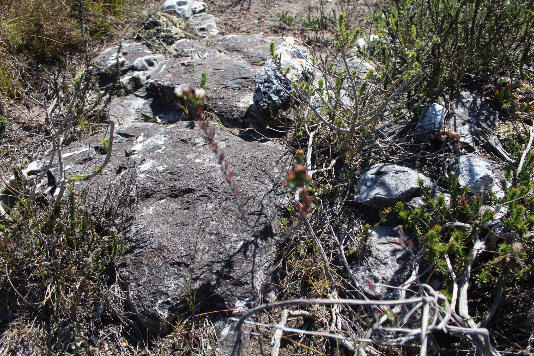 صورة Lampranthus productus (Haw.) N. E. Br.