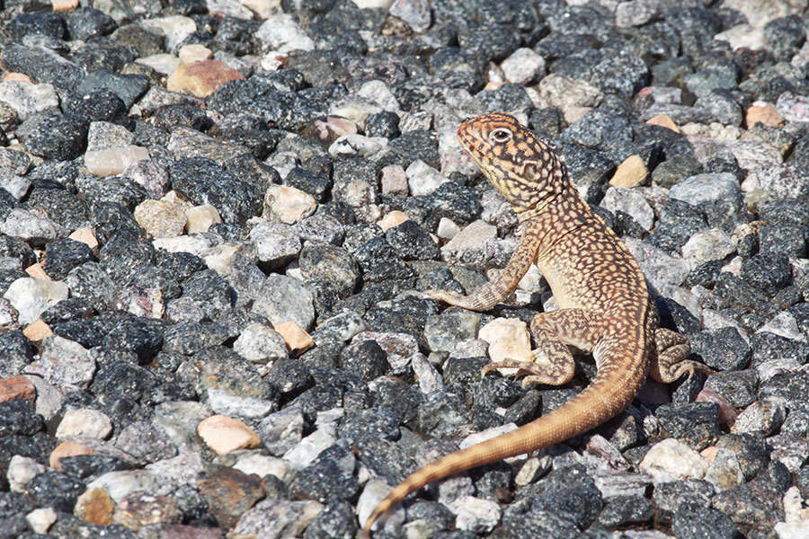 Image of Central Netted Dragon