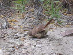 Image of Straight-billed Earthcreeper