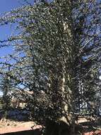 Image of boojum tree