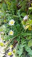 Image de Taraxacum albidum Dahlst.