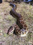 Image of Burmese python