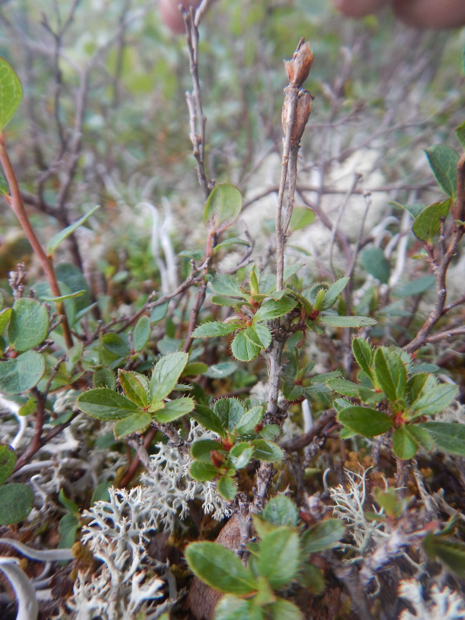 Слика од Rhododendron redowskianum Maxim.