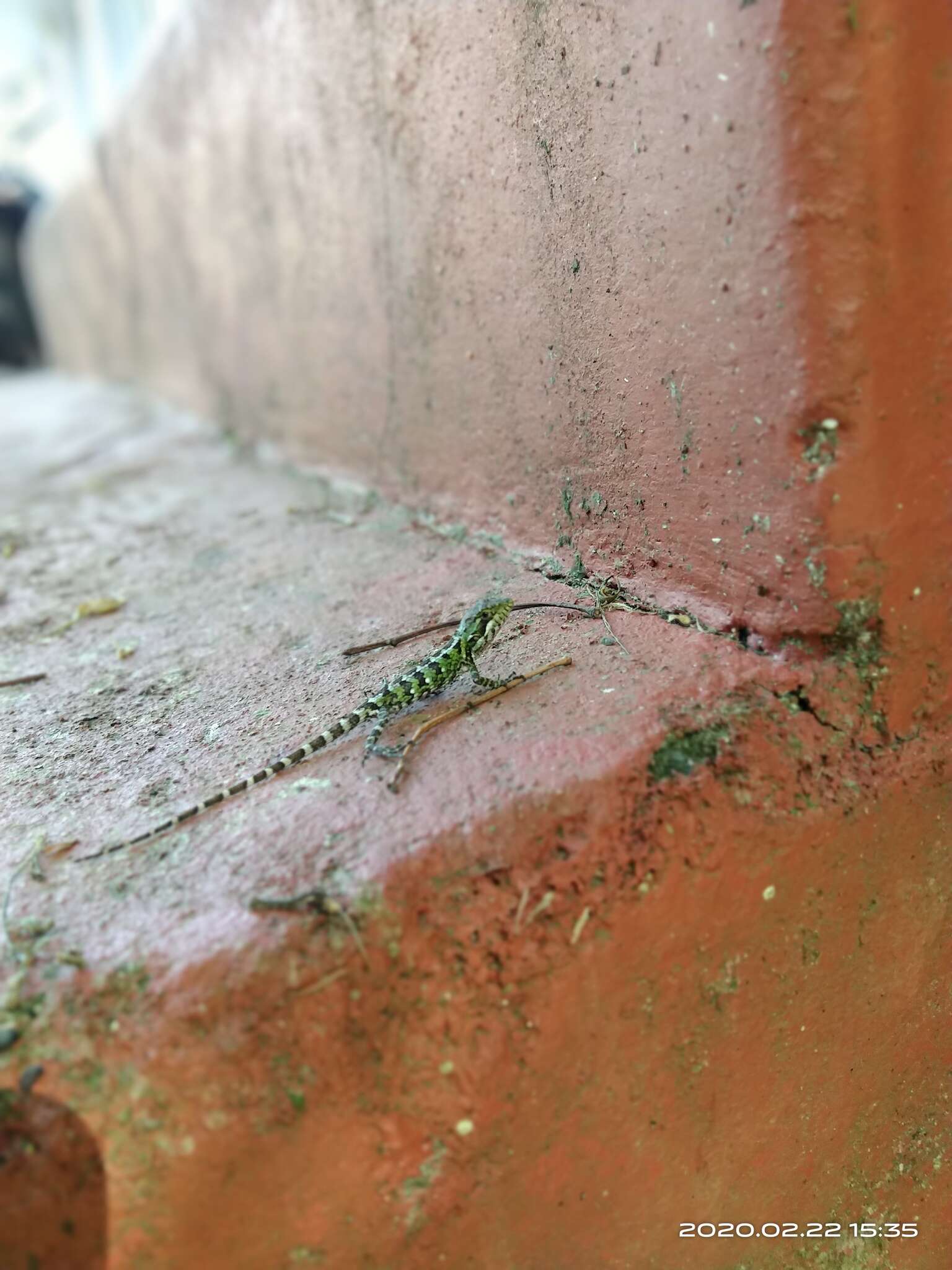 Image of Horsfield's Spiny Lizard