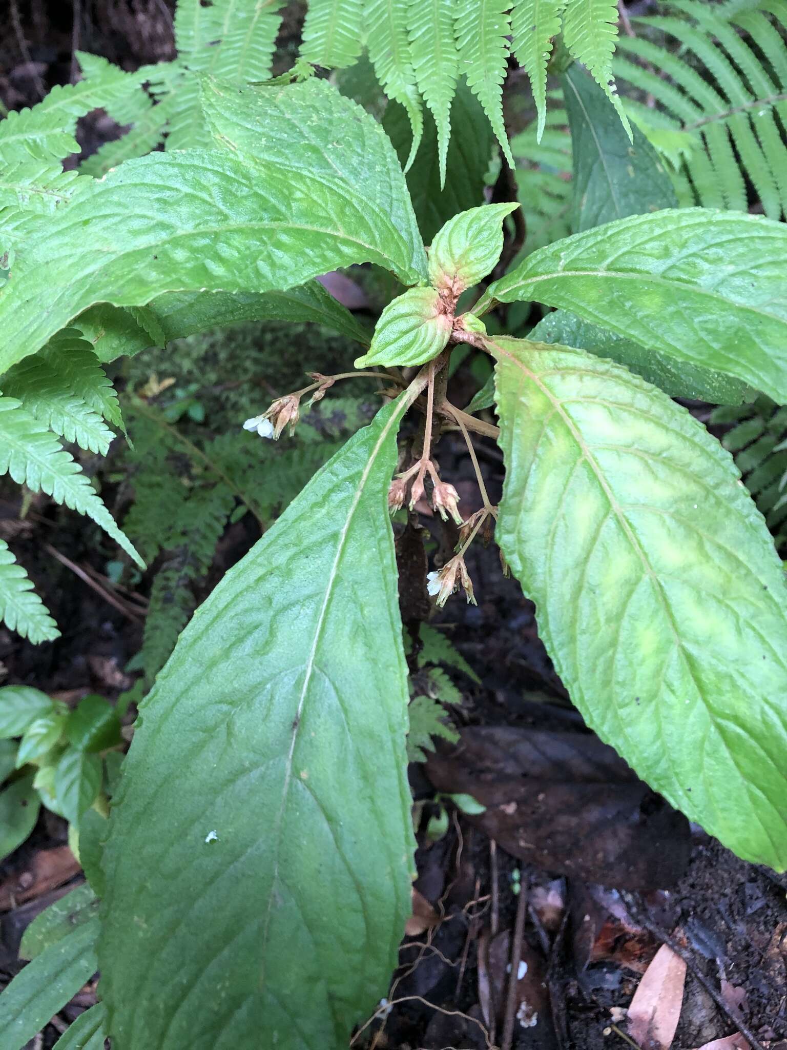 Image of Rhynchotechum discolor (Maxim.) B. L. Burtt