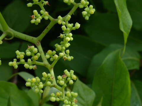 Cayratia auriculata (Roxb.) Gamble resmi