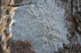 Image of tree crabseye lichen
