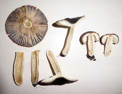 Image of Russula acrolamellata McNabb 1973