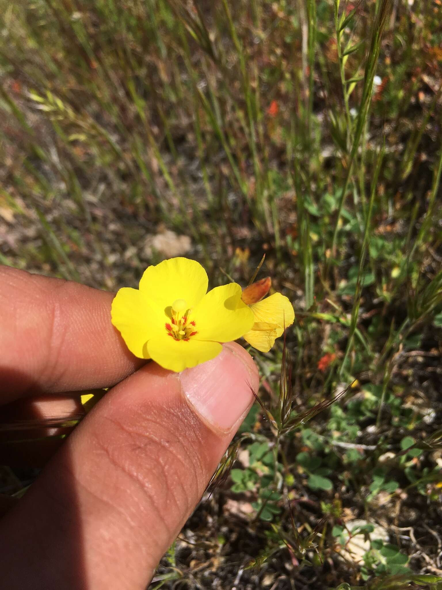 Image of Mojave suncup