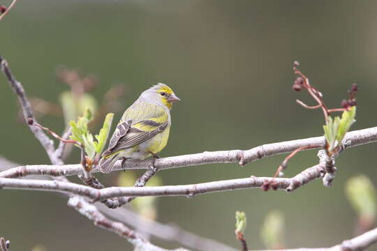 Image of Alpine Citril Finch