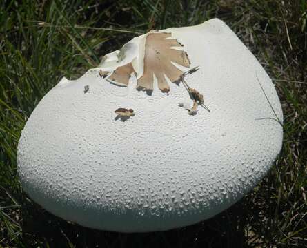 Image of Macrolepiota zeyheri Heinem. 1962