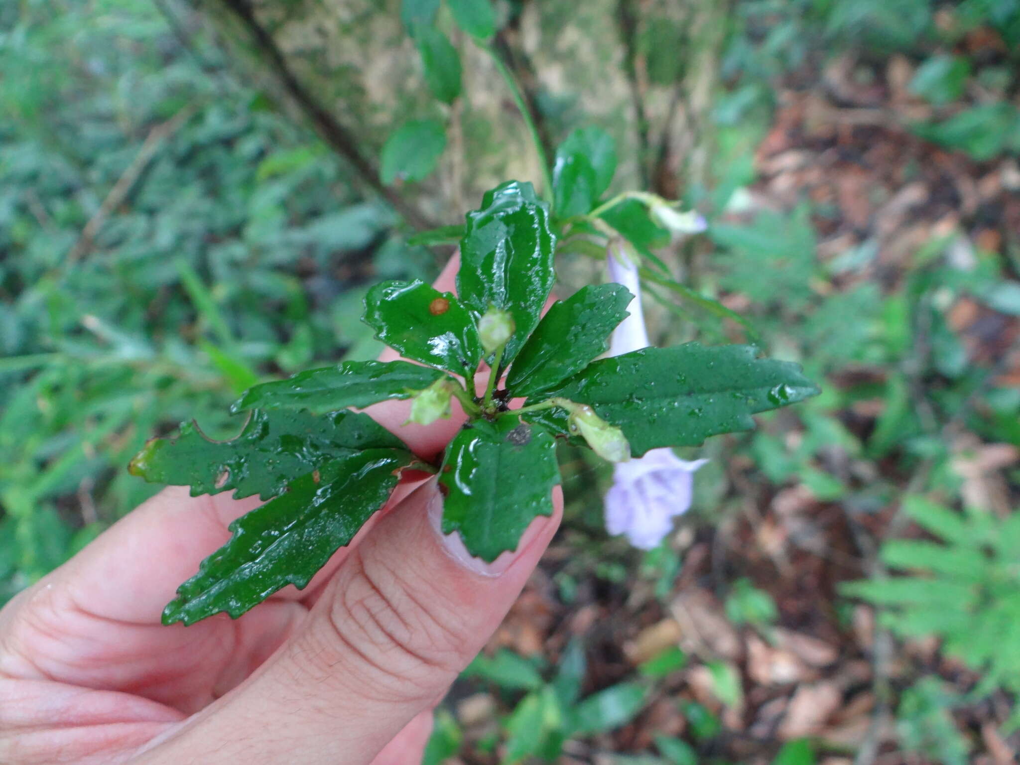 Image of Lysionotus pauciflorus var. pauciflorus