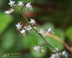 Imagem de Tiarella trifoliata L.