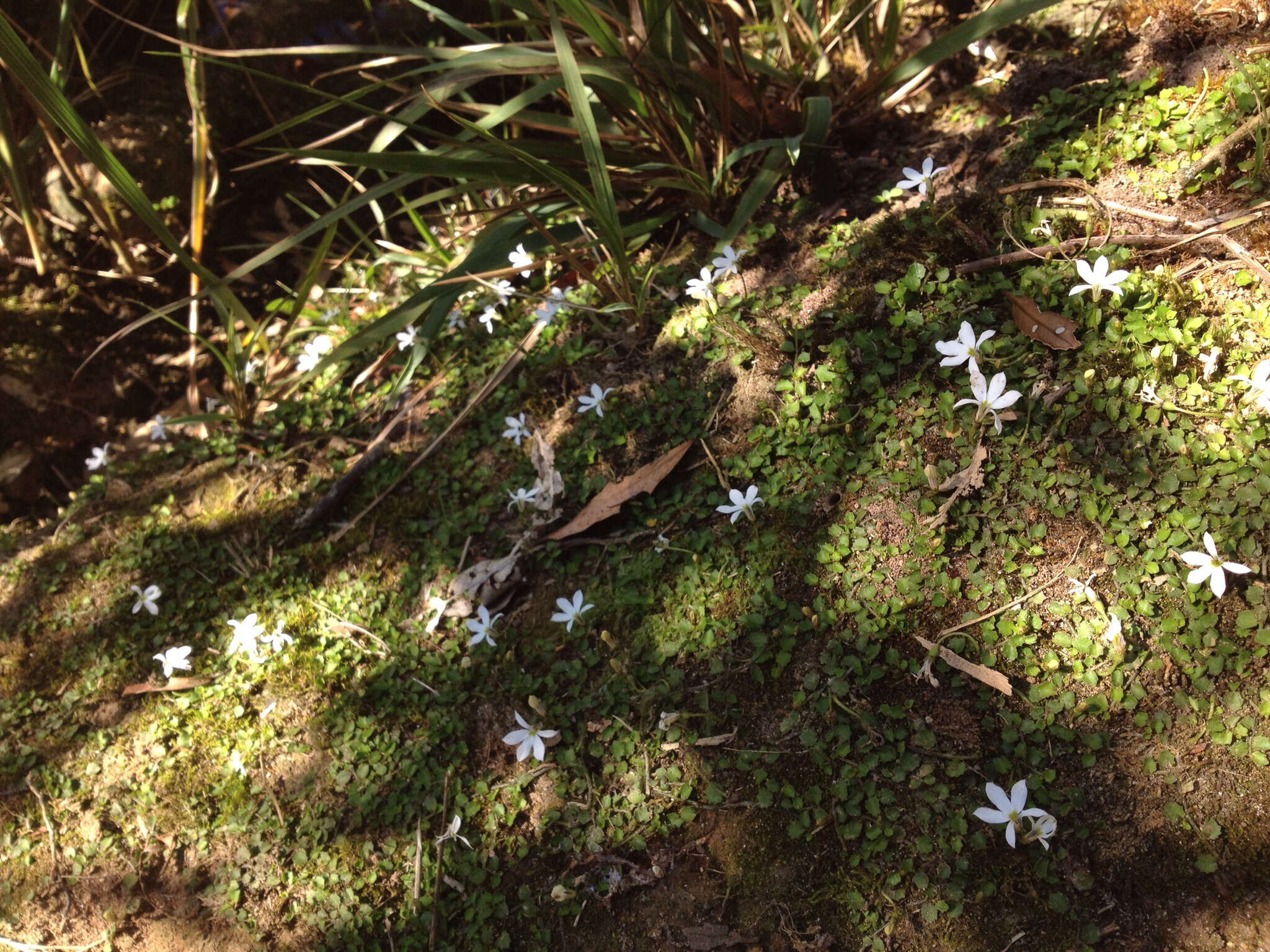 Imagem de Lobelia angulata G. Forst.