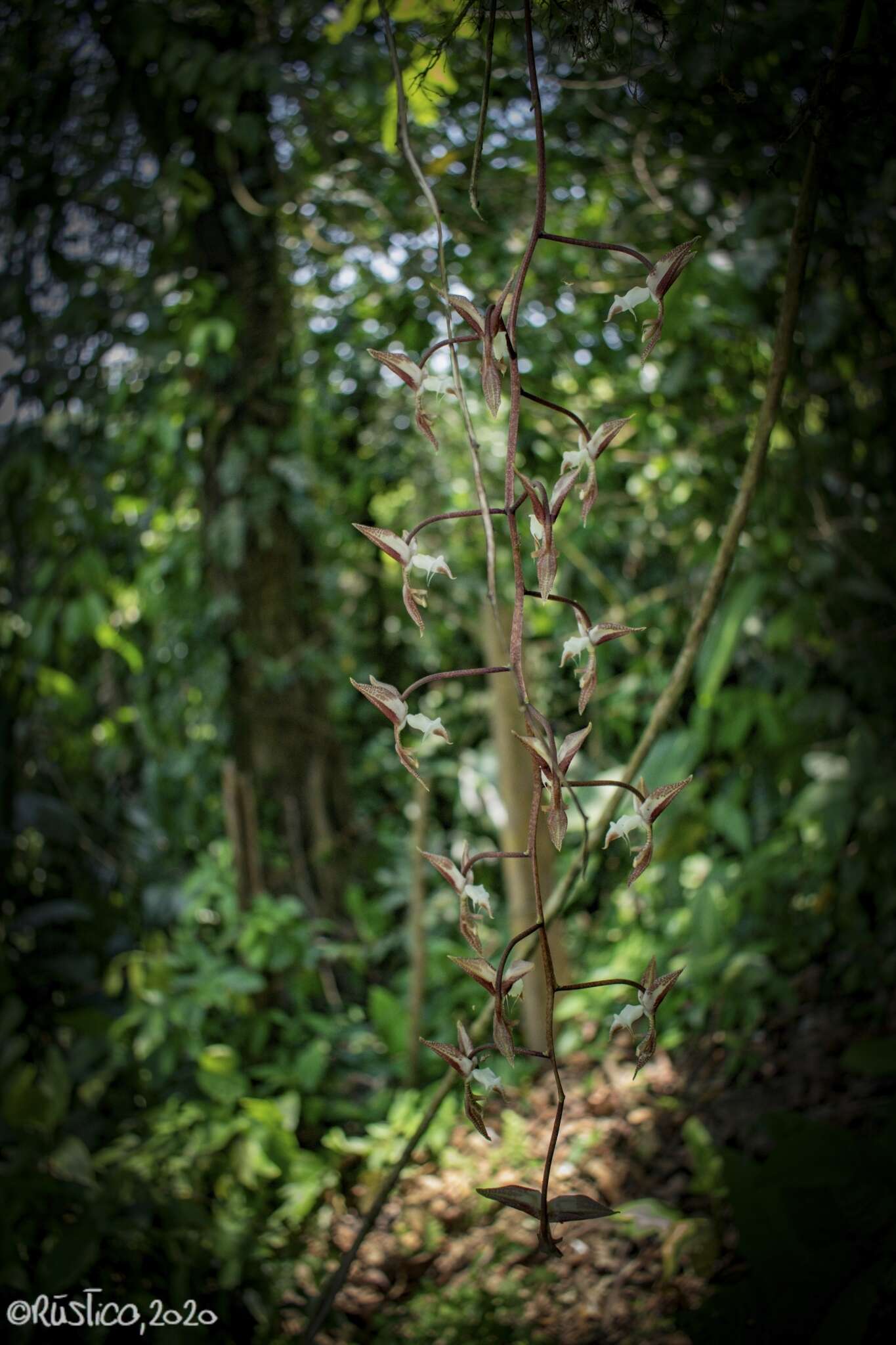 Image of Gongora leucochila Lem.